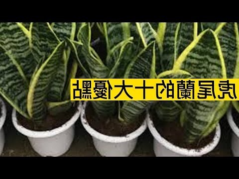 虎尾蘭 功效